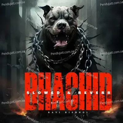 Bhachid  Slowed   Amp  Reverb  - Ravi Bishnoi