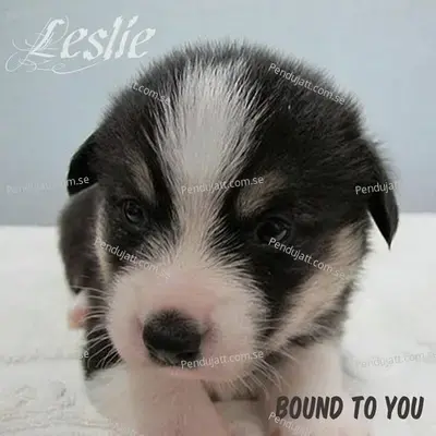 Bound To You - Leslie album cover 