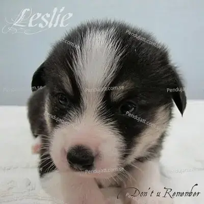 Dont You Remember - Leslie album cover 