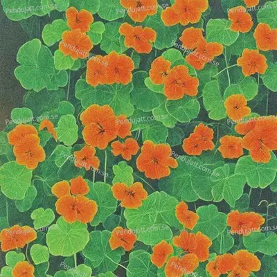 Four Leaf Clover - Baby John album cover 