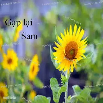 Gặp Lại - Sam cover album