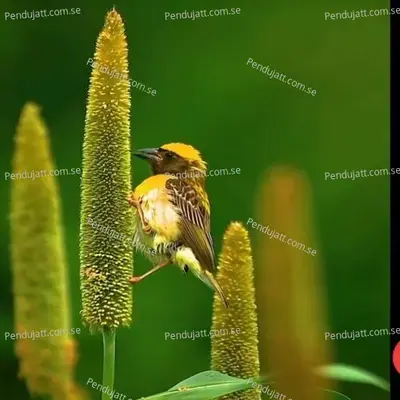 Katave Kun Bajro Maharo - Nakwal Studio Shyampura