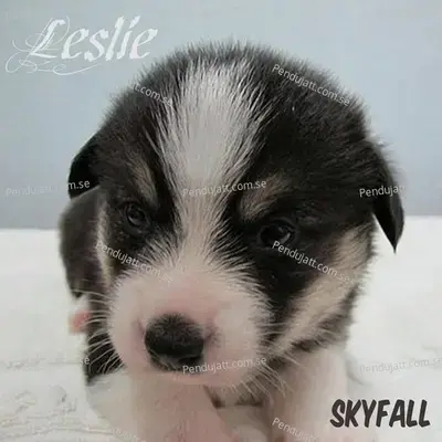 Skyfall - Leslie album cover 