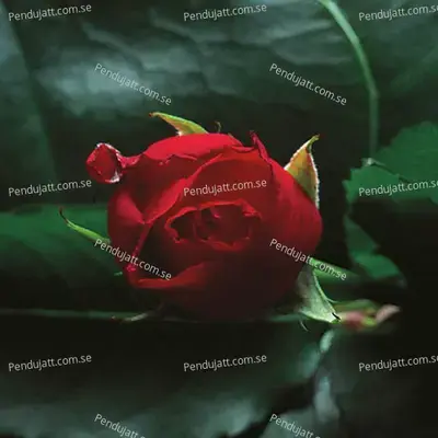 Sweet Pain   Crest - Nusrat Fateh Ali Khan cover album
