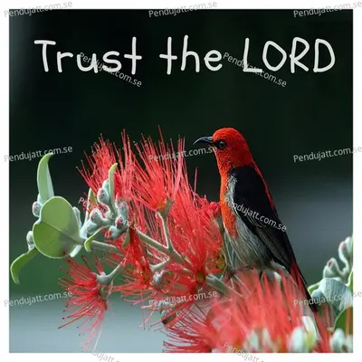 Trust The Lord - Franko album cover 