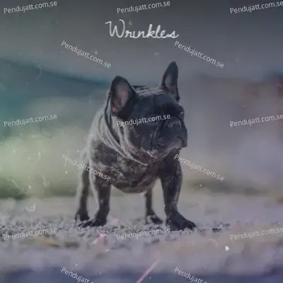 Wrinkles - Various Artists cover album